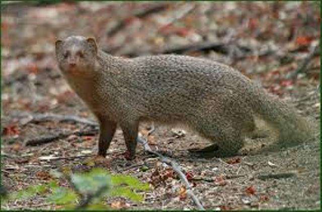 ரேபிஸ் தொற்றுகள் 