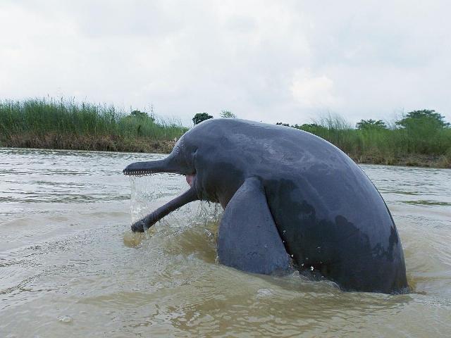 கங்கை நதி டால்பின்கள் 